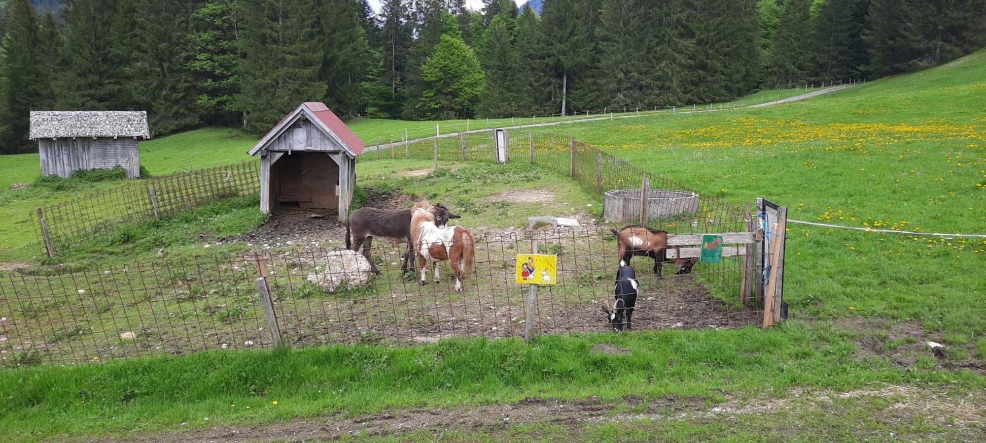 Jausenstation Neuschwand Villa Hittisau Exterior photo
